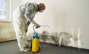 Best Basement Mold Removal  in Alameda, CA