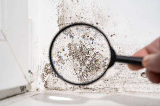 Professional Mold Remediation in Alameda, CA