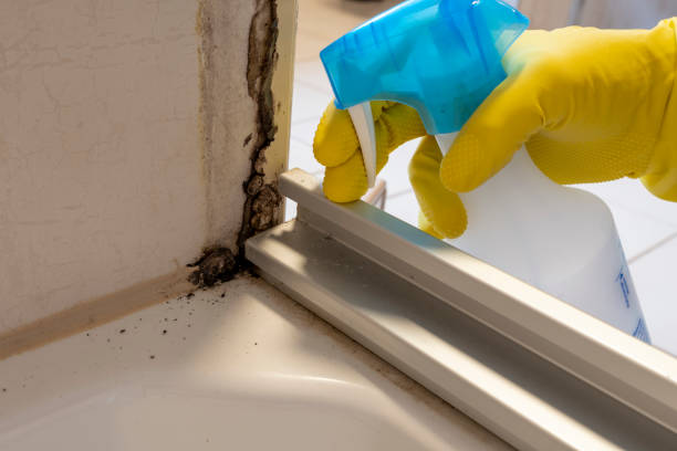 Best Mold Remediation for Healthcare Facilities  in Alameda, CA