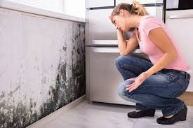 Best Mold Removal for HVAC Installations  in Alameda, CA